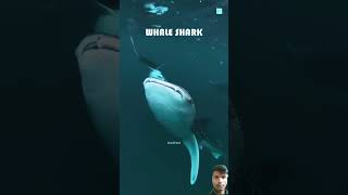 Whel shark🦈🐬🦈 shortvideo viralshort [upl. by Anglim]