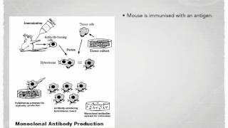 A level S7 Monoclonal antibodies Ms Cooper [upl. by Nohtan]