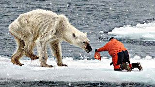 He Helps A Crying Polar Bear From Starving and You Wont Believe How He Thanks His Savior [upl. by Ogeid]