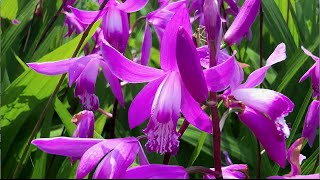 The hardy Chinese ground orchid Bletilla striata [upl. by Aohk]