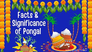 Facts about Pongal Festival  Significance of Pongal festival  Why do we celebrate Pongal festival [upl. by Barnard370]