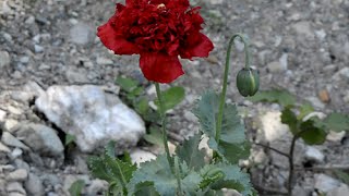 HK Мак опийный снотворный  Papaver somniferum [upl. by Hewie541]