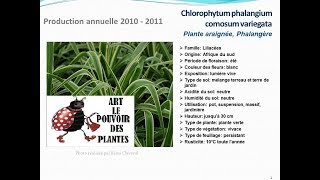 Tuto jardinChlorophytum phalangium Plante araignéefiche technique plante annuelle [upl. by Akaya]