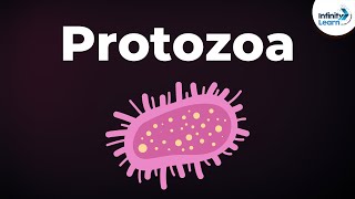 Introduction to Protozoa  Microorganisms  Biology  Dont Memorise [upl. by Troth451]