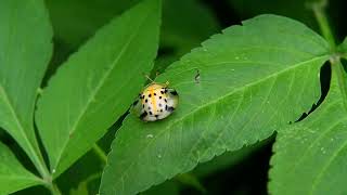 Spotted Tortoise BeetleAspidomorpha miliaris 大黑星龜金花蟲 [upl. by Nilok]