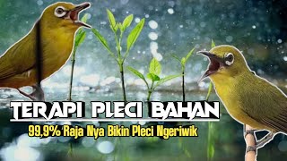 AMPUH 999 ‼️ Terapi Pleci Ombyokan Jaminan Bikin Ngeriwik Kasar [upl. by Farmelo]