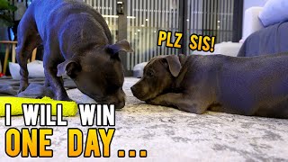 English Staffies Bro vs Sis [upl. by Anayeek]