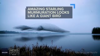 WATCH Flock of starlings forms into shape of giant bird [upl. by Airrehs]