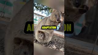 The Quokka Australias Cheerful Marsupial adventure animals discovery wildlife creature nature [upl. by Enuahs]