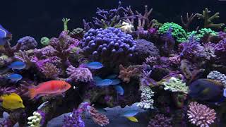 Wesley’s reef first video Philips CoralCare GEN2 [upl. by Eillim]