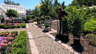 Potting Up Heirloom Mums Pruning Tree Roses amp Planting Boxwoods 🌸✂️🌲  Garden Answer [upl. by Lyndy]