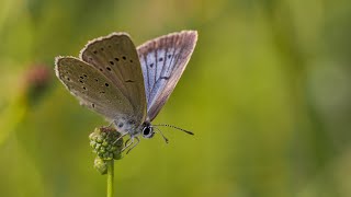 motyl modraszek telejus  Phengaris teleius Scarce Large Blue butterfly [upl. by Mcferren]