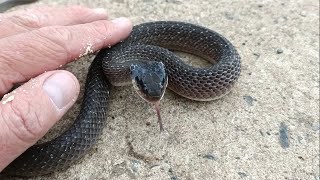 RedLipped Herald Snake  As cheeky as they come [upl. by Davena]