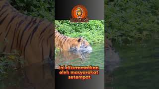 HARIMAU SUMATRA faktaunik tiger hewan [upl. by Irianat]