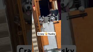 My husky is crazy for pizza 🍕 husky pizza blockbuster [upl. by Azirb]