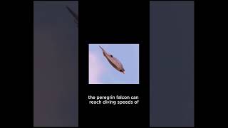 Peregrine Falcons Incredible HighSpeed Hunt [upl. by Llezom]