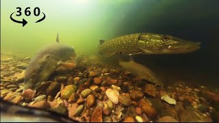 360° VR River Fishing Experience Watch Them Take The Bait [upl. by Bently]