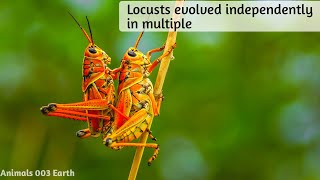 Locusts evolved independently in multipleGrasshopper insect Animals 003 Earth [upl. by Audwin]