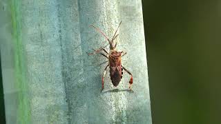 Western Conifer Seed Bug Leptoglossus occidentalis  Brighton October 2024 [upl. by Pardo]