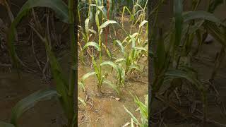 Milho com sintomas de virose milho virus corn plantas [upl. by Summons]