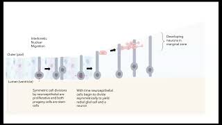 Neurogenesis in the mammalian brain [upl. by Yarezed735]