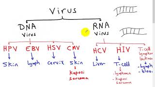 carcinogenesis 3 ONCOVIRUS  DR SAMEH GHAZY [upl. by Ettolrahc]