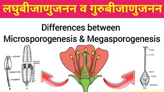 लघुबीजाणुजनन और गुरुबीजाणुजनन में अंतर  Differences between Microsporogenesis and Megasporogenesis [upl. by Keung857]