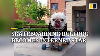 Skateboarding French bulldog in China becomes internet star [upl. by Sonja]