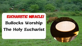 Bullocks Worship The Holy Eucharist  Eucharistic Miracle [upl. by Cheng]