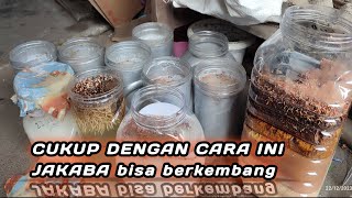 Jamur JAKABA  jakaba super  Jika Mengikuti cara ini InsyaAlloh dijamin berhasil [upl. by Seditsira]