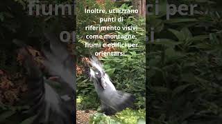 I Piccioni Viaggiatori Messaggeri del Passato curiositàscientifiche youtubeshorts animali [upl. by Ennalyrehc]