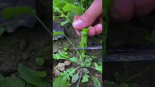 Pruning corriander celery loops loopshorts [upl. by Gottlieb]