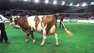 Concours montbéliarde Space 2014  Fiesta une championne indiscutable [upl. by Kuth]