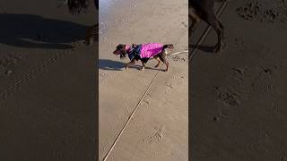 Belle 311024 Filey Lovely lifeasacockerspaniel beach cockerspanielclub [upl. by Rede902]