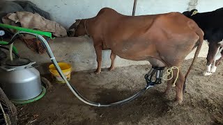 How Automatic Cow Milking Machine Works  cow milking machine  Cow Milk Vacuum Machine Video point [upl. by Peterec146]