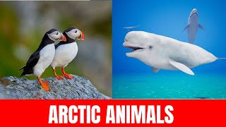 ARCTIC ANIMALS PICTURES With Sounds and Names for Babies amp Toddlers [upl. by Arlon]