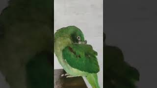 sokker mithu bhut soty ho tum parrot statusshortsfeed shortsviralshortviralreels indianbirds [upl. by Okajima]