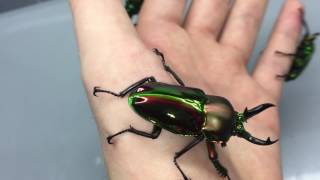 Spectacular Beetle  Phalacrognathus muelleri [upl. by Sherill]