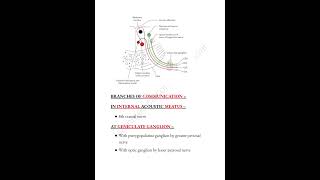 Facial nerve notes📝 medicalconcepts28 [upl. by Eisen]