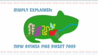 SIMPLY EXPLAINED GUINEA PIG DIGESTIVE SYSTEM [upl. by Kawai772]