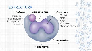 Enzimas de restricción [upl. by Euqor]