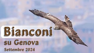 Bianconi su Genova [upl. by Camella]