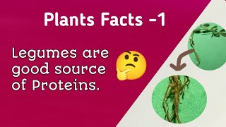 Legumes are good source of Protein Root nodules Rhizobium [upl. by Eecyak]