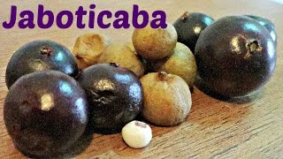 Jaboticaba Comparison  Weird Fruit Explorer  Ep 118 [upl. by Purington]