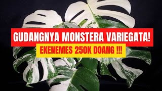 Jual koleksian Monstera variegata Murah Ekonomis 250k ❗ Monstera White Tiger Monstera Holland ❗❗ [upl. by Laniger902]