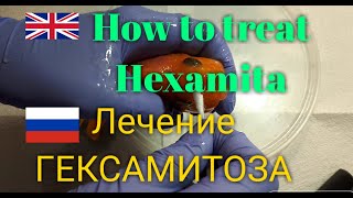 Рыбка заболела Как ей помочь Лечение гексамитоза у аквариумных рыбок [upl. by Clemente]