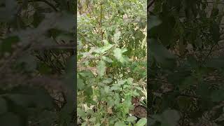 Tulsi Maa l Ocimum sanctum shorts shortvideo shortsfeed [upl. by Nickie]