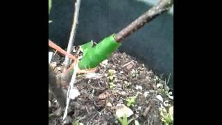 Apple tree m26 rootstock splice graft [upl. by Shelbi]