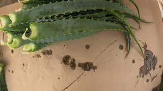 Aloe arborescens leaves preparing for SHIPPING [upl. by Anhaj905]