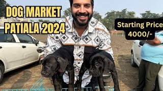 Puppy market in India at cheapest rates Wholesale Dog market outside Patiala Dog show 2024 [upl. by Feodor]